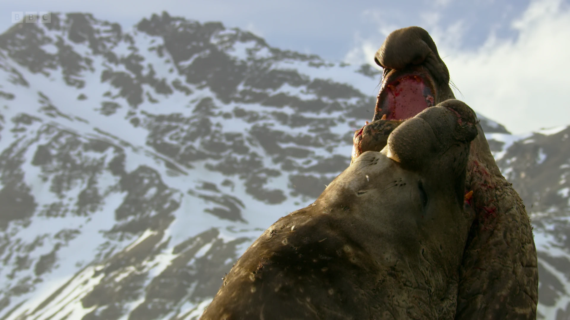 Southern elephant seal (Mirounga leonina) as shown in Seven Worlds, One Planet - Antarctica